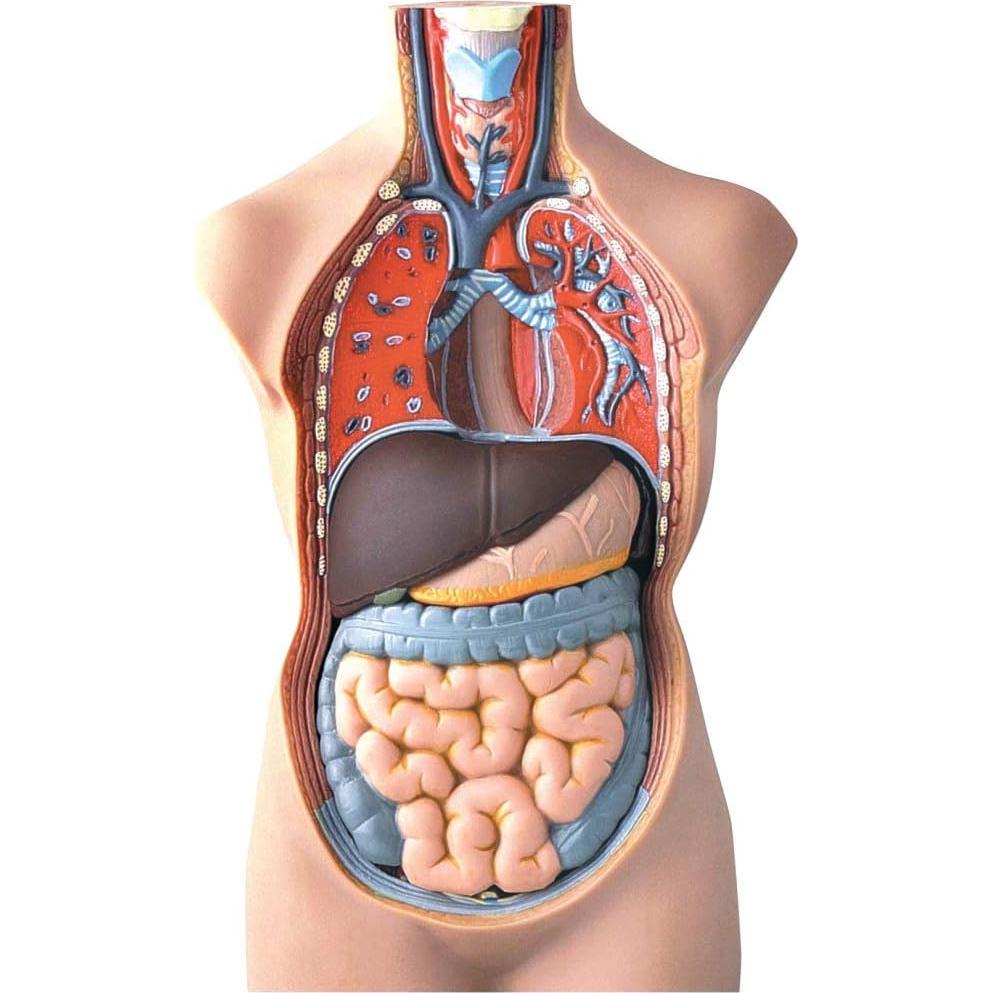 Modelo de Torso Humano Hand2Mind 50 cm con 10 Órganos Removibles