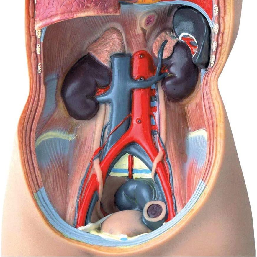 Modelo de Torso Humano Hand2Mind 50 cm con 10 Órganos Removibles