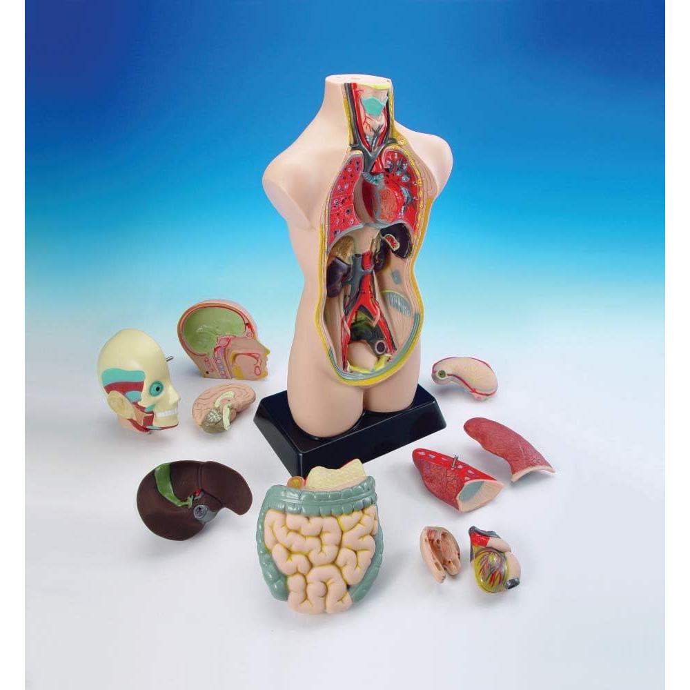 Modelo de Torso Humano Hand2Mind 50 cm con 10 Órganos Removibles