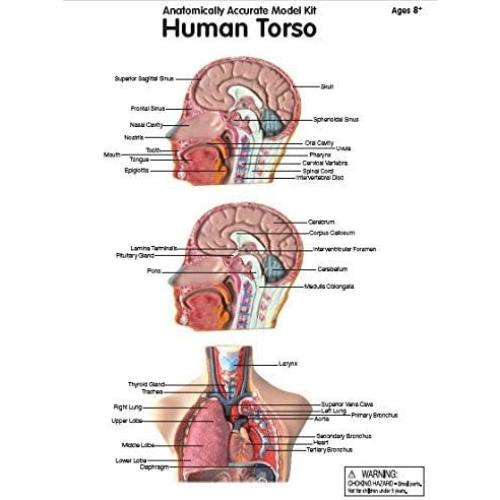 Modelo de Torso Humano Hand2Mind 50 cm con 10 Órganos Removibles