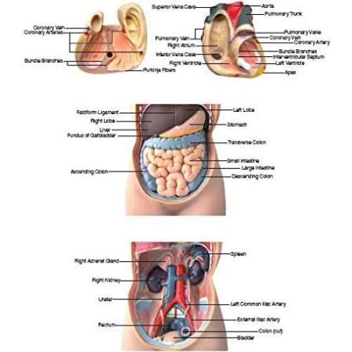 Modelo de Torso Humano Hand2Mind 50 cm con 10 Órganos Removibles