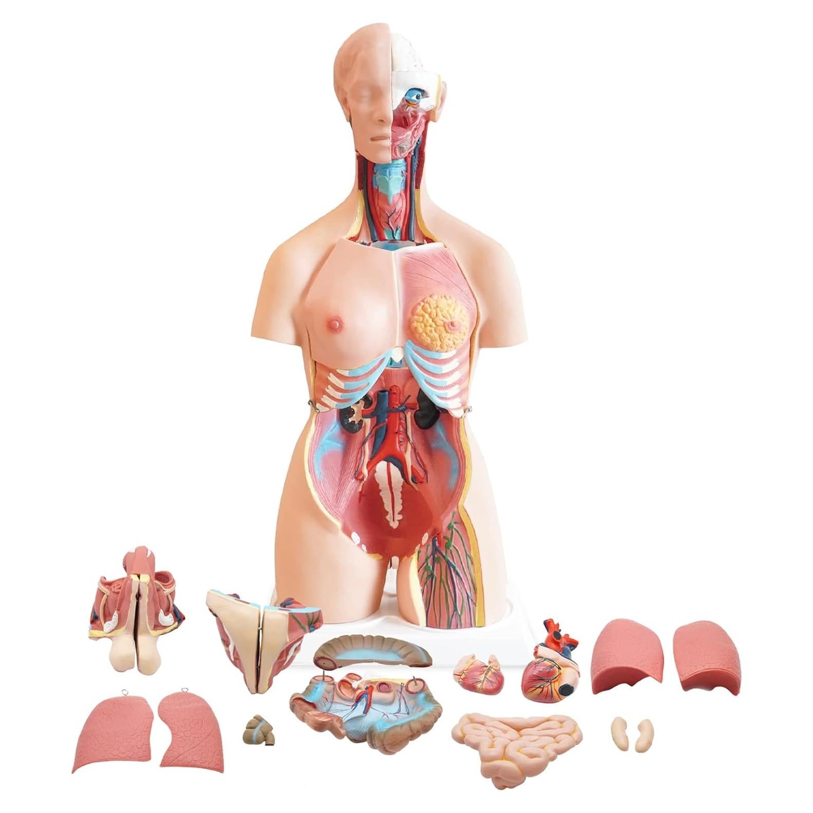 Torso Humano FriCARE 3D Grande con Órganos Removibles 32 Piezas