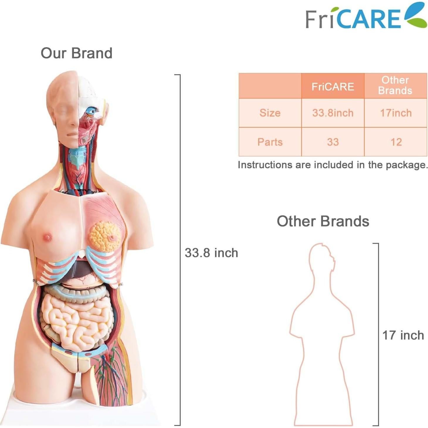 Torso Humano FriCARE 3D Grande con Órganos Removibles 32 Piezas
