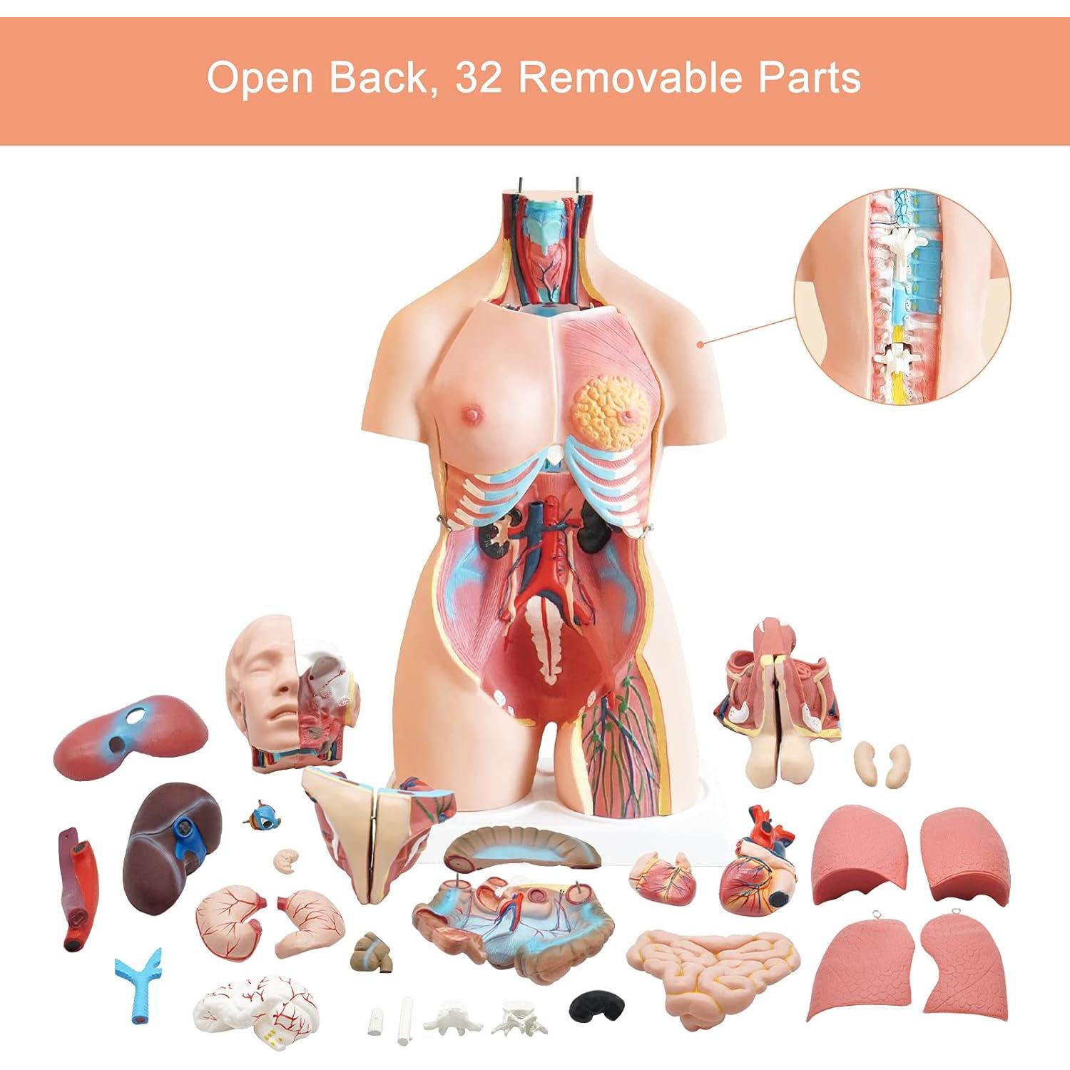 Torso Humano FriCARE 3D Grande con Órganos Removibles 32 Piezas