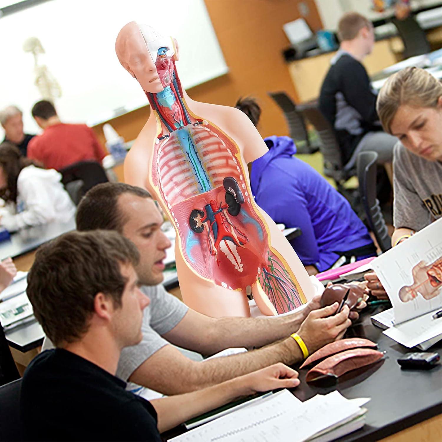 Torso Humano FriCARE 3D Grande con Órganos Removibles 32 Piezas