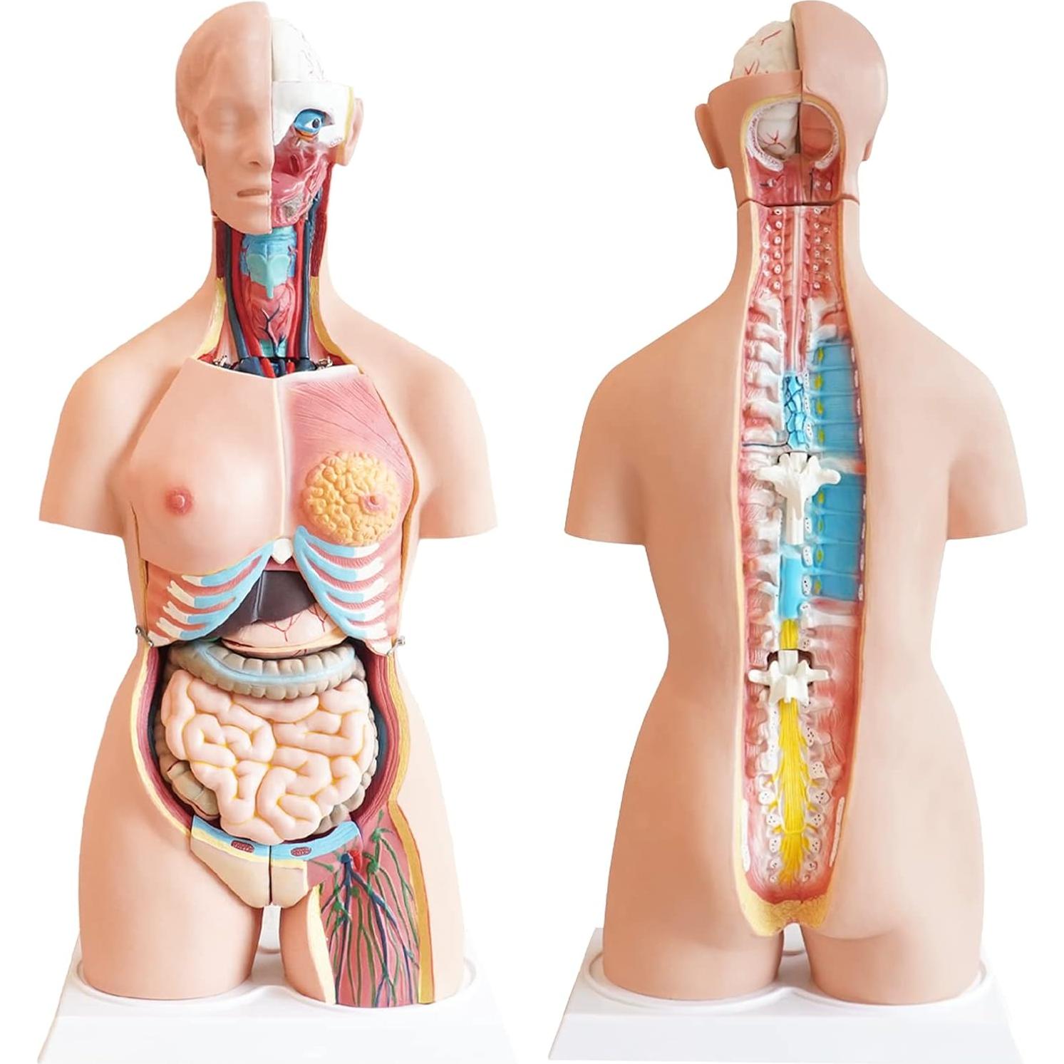 Torso Humano FriCARE 3D Grande con Órganos Removibles 32 Piezas