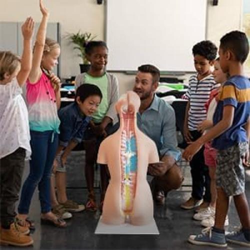 Torso Humano FriCARE 3D Grande con Órganos Removibles 32 Piezas