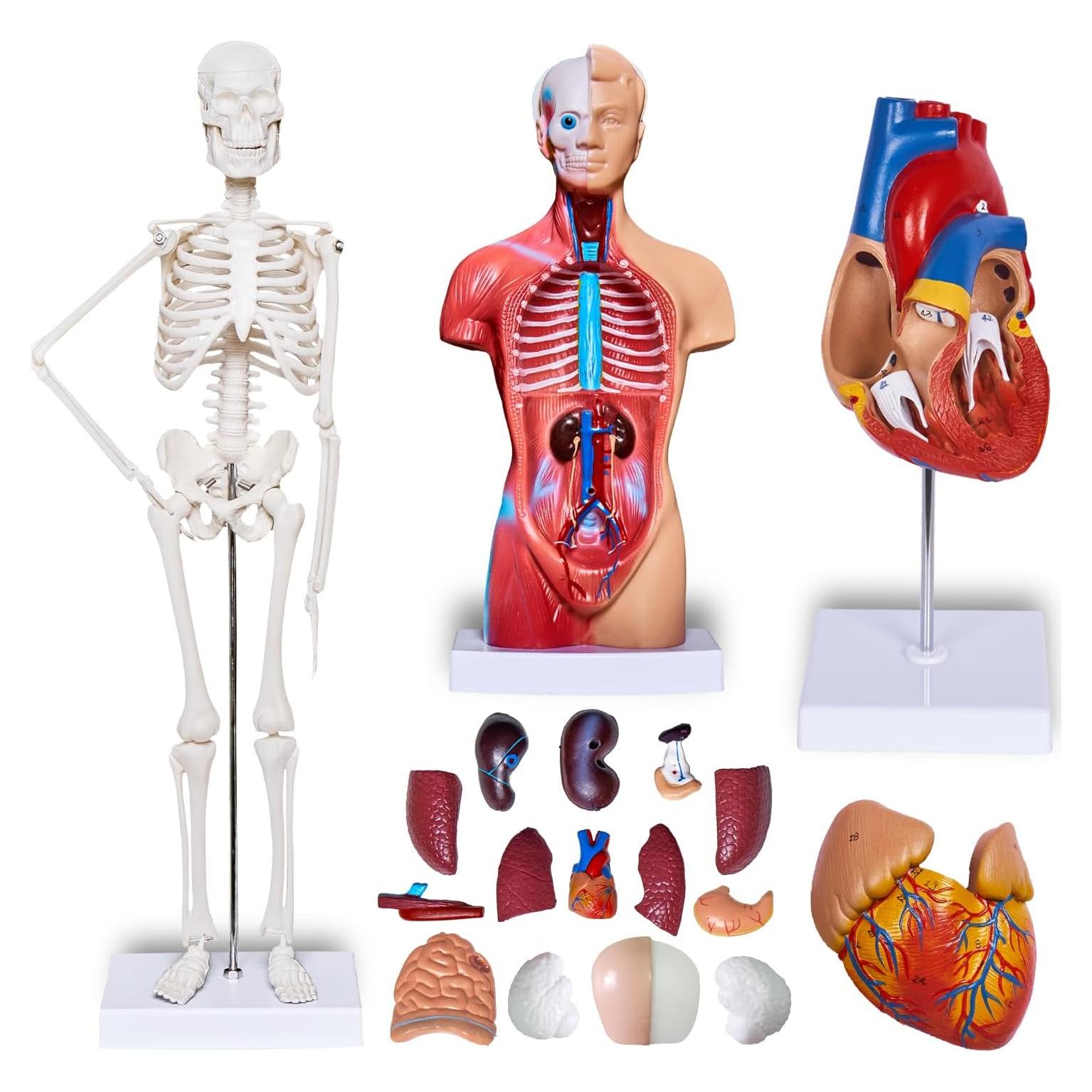 Conjunto de Modelos de Anatomía 3D Breesky - Torso, Corazón y Esqueleto