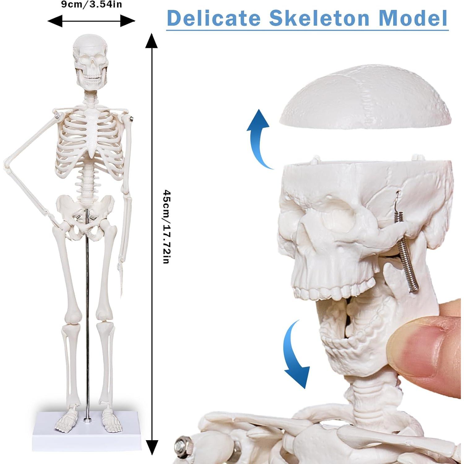 Conjunto de Modelos de Anatomía 3D Breesky - Torso, Corazón y Esqueleto