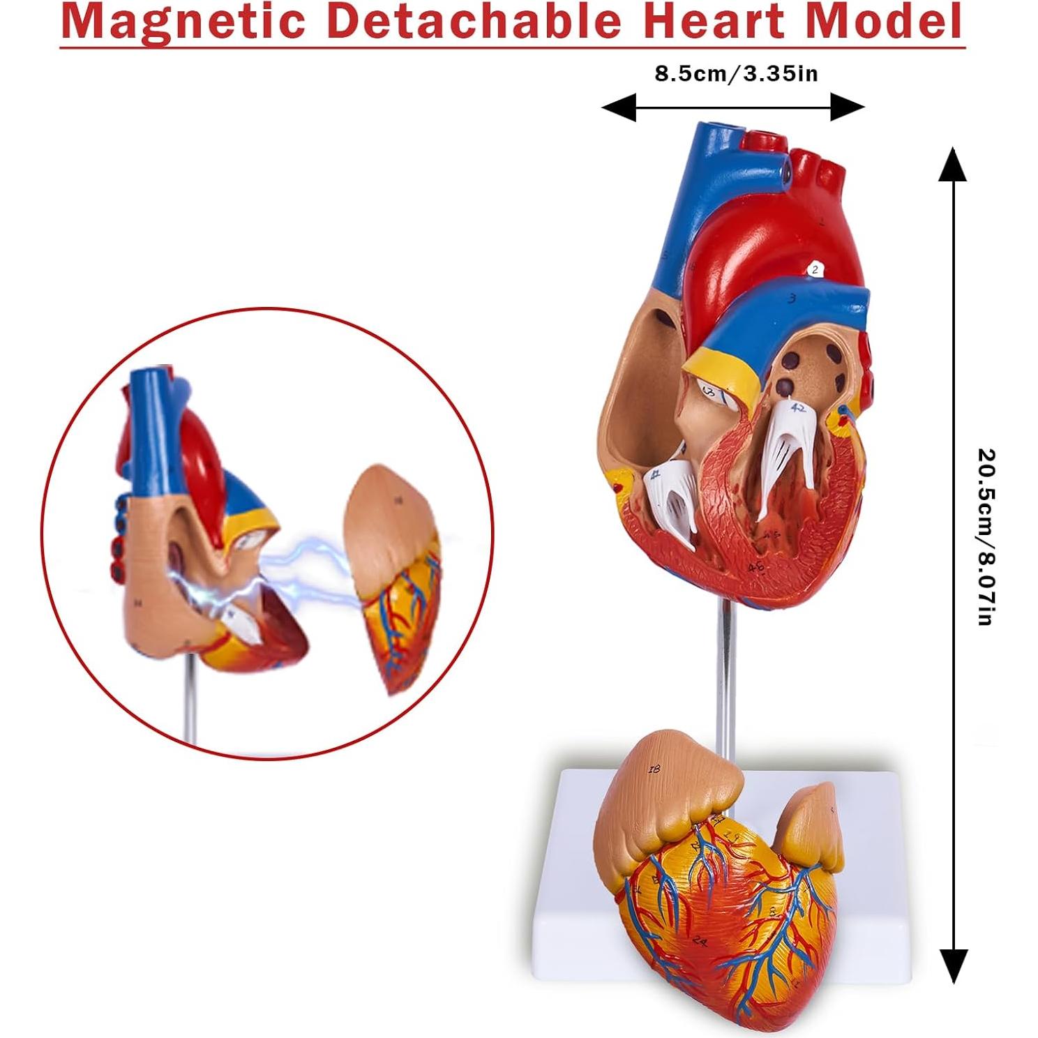 Conjunto de Modelos de Anatomía 3D Breesky - Torso, Corazón y Esqueleto