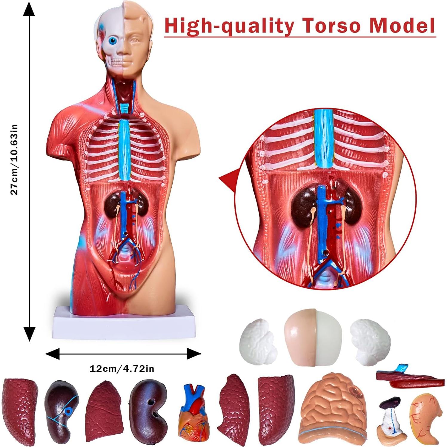 Conjunto de Modelos de Anatomía 3D Breesky - Torso, Corazón y Esqueleto