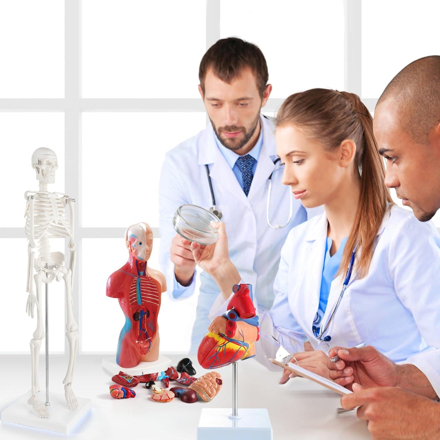 Conjunto de Modelos de Anatomía 3D Breesky - Torso, Corazón y Esqueleto