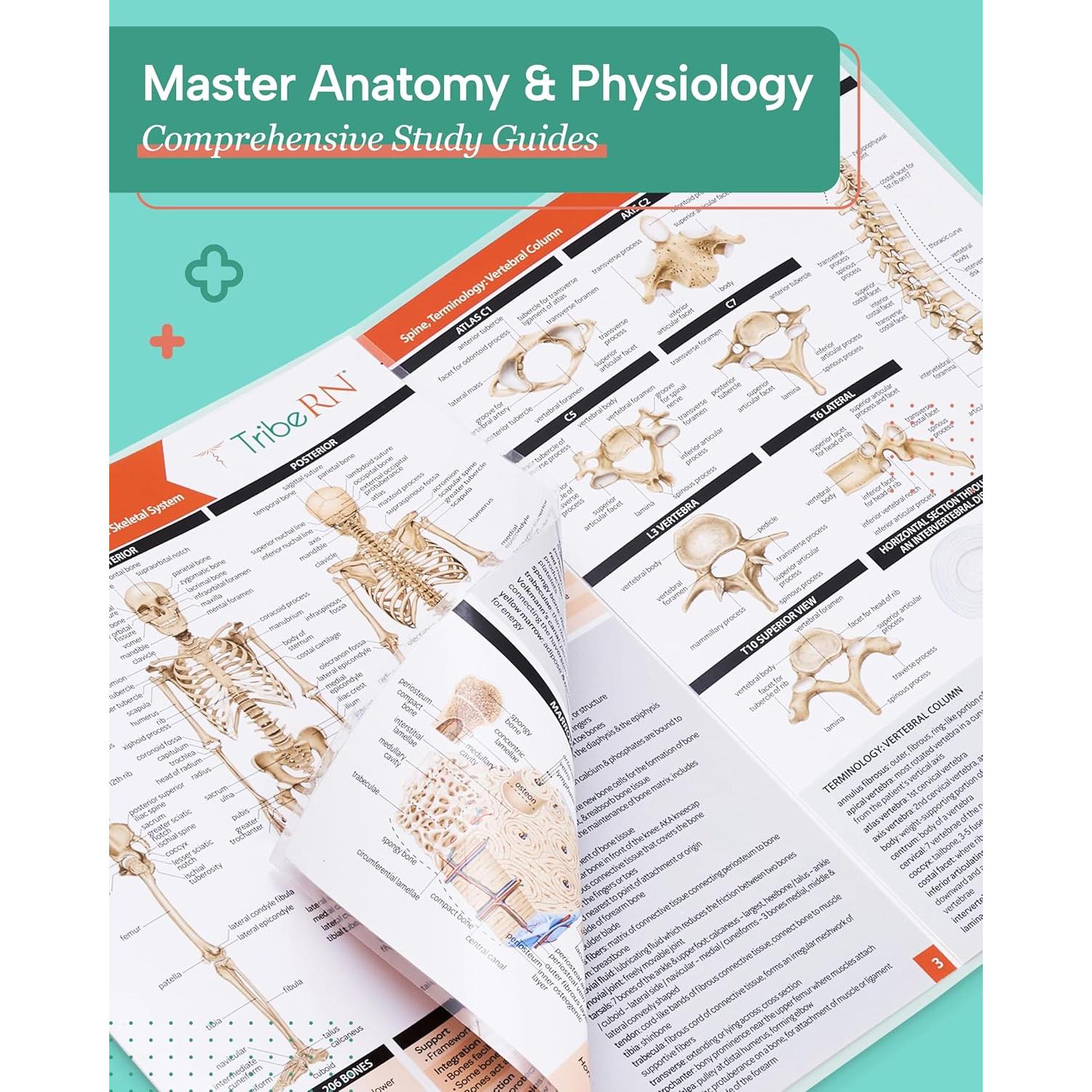 Guías de Estudio de Anatomía TribeRN - 10 Guías Laminadas