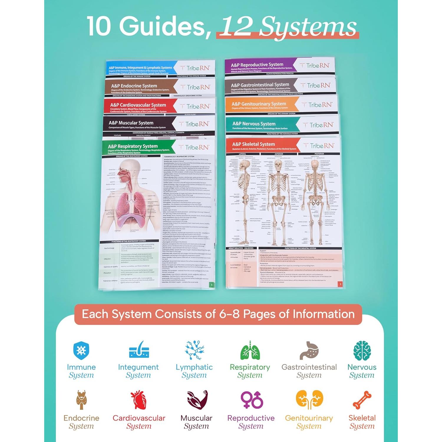 Guías de Estudio de Anatomía TribeRN - 10 Guías Laminadas