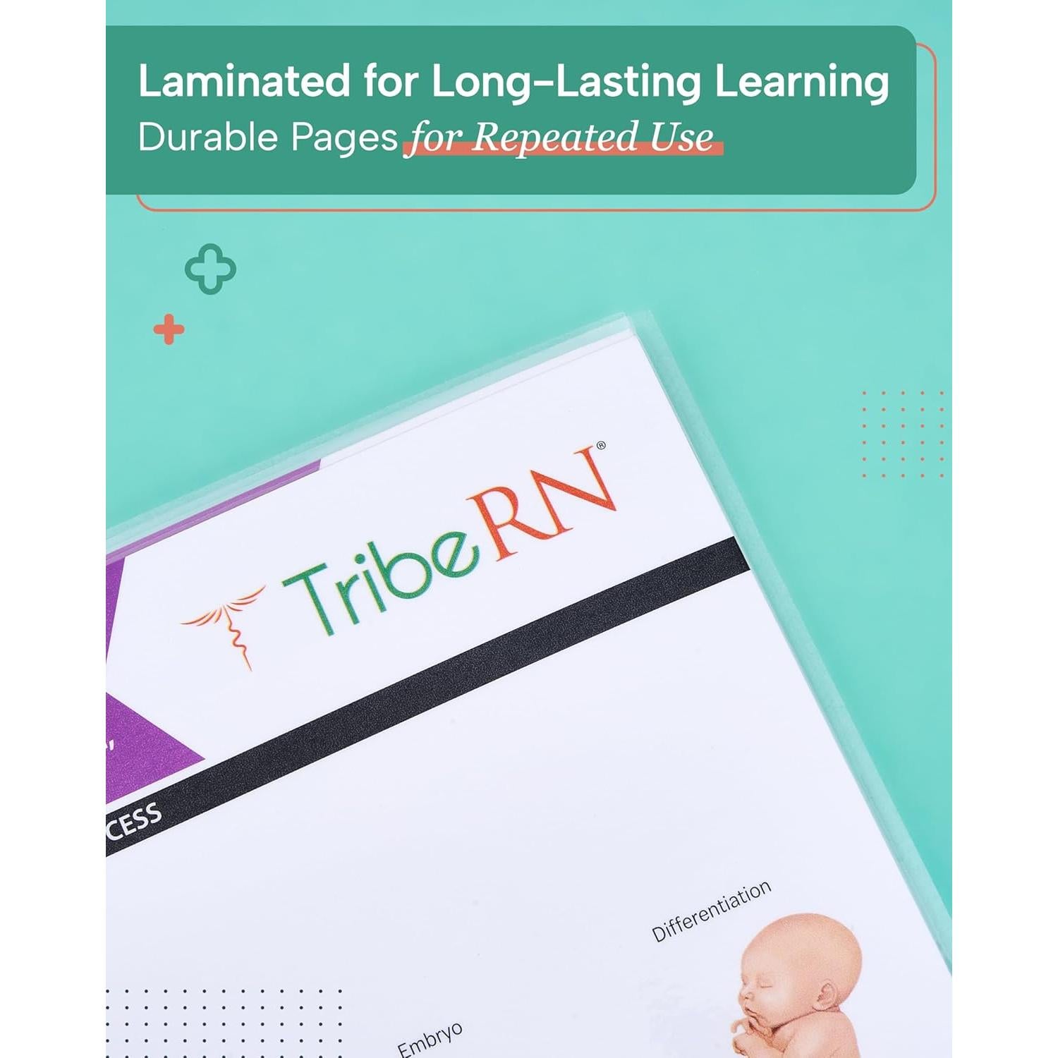 Guías de Estudio de Anatomía TribeRN - 10 Guías Laminadas