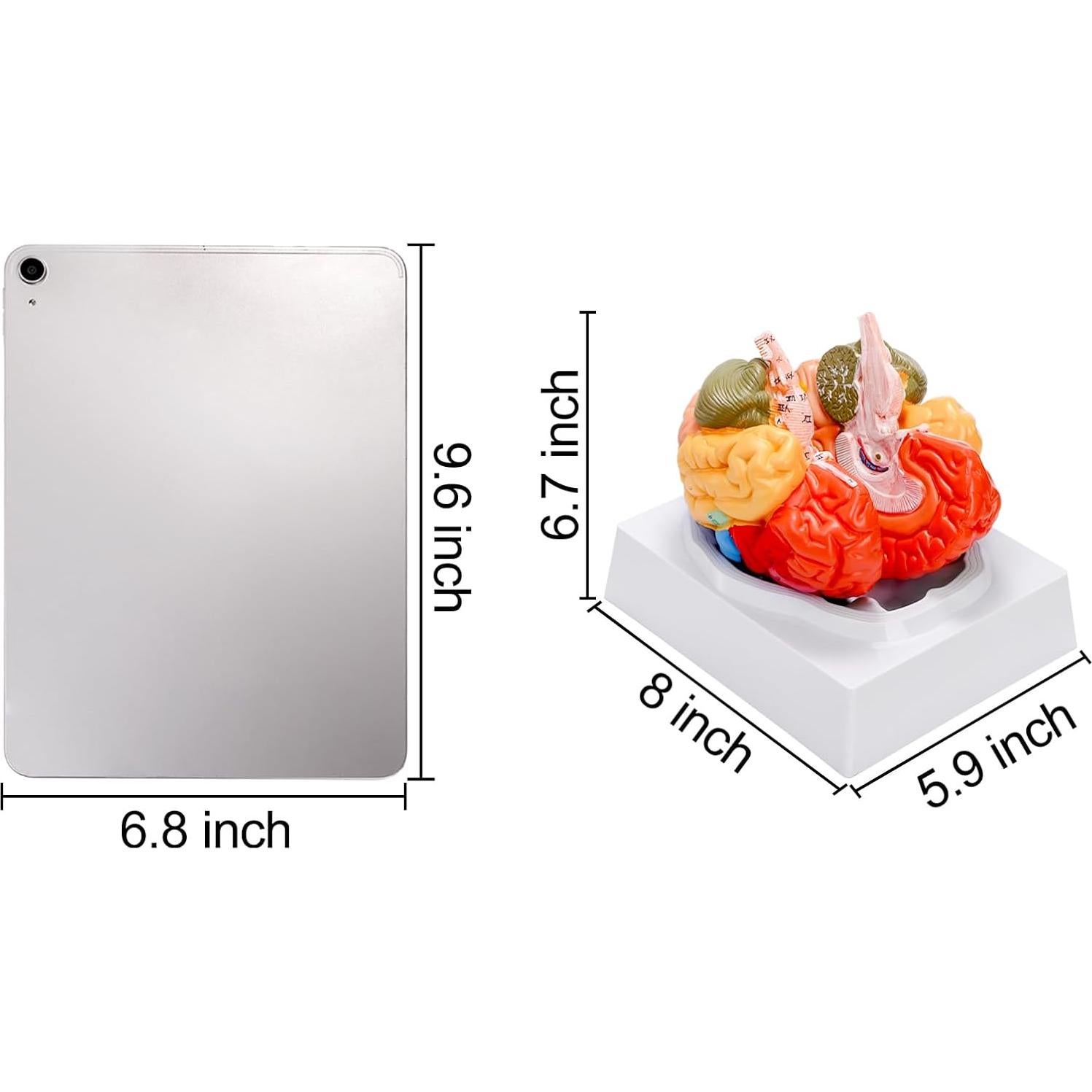 Modelo Anatómico del Cerebro Humano ZENFUN 1:1 PVC 2 Partes