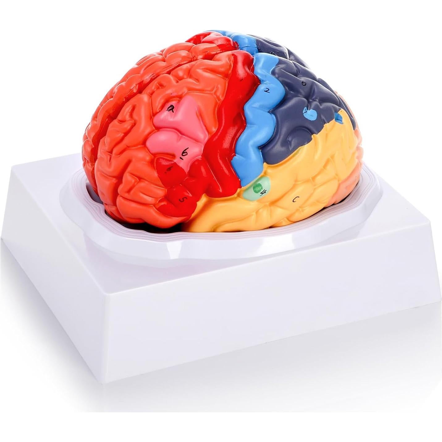 Modelo Anatómico del Cerebro Humano ZENFUN 1:1 PVC 2 Partes