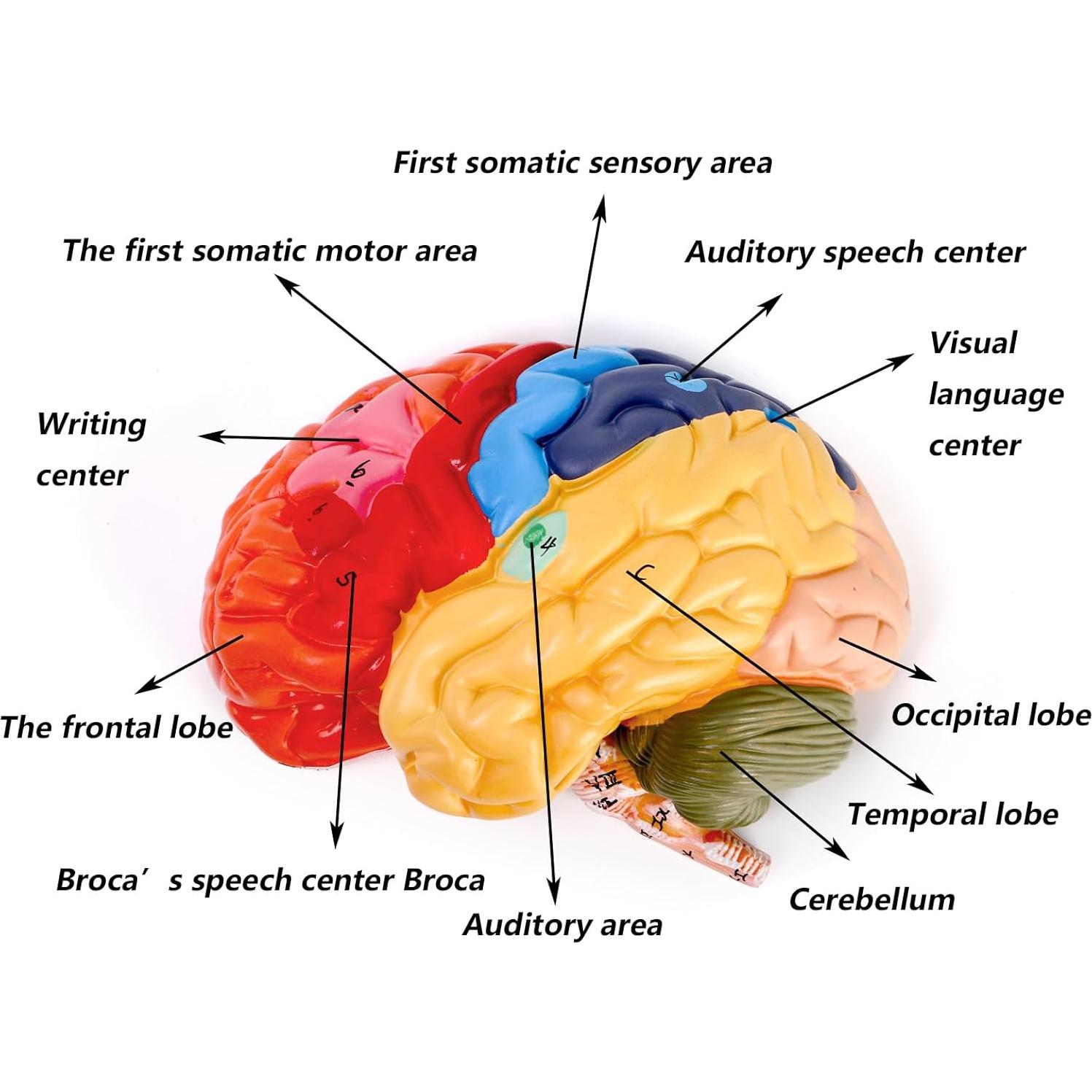 Modelo Anatómico del Cerebro Humano ZENFUN 1:1 PVC 2 Partes