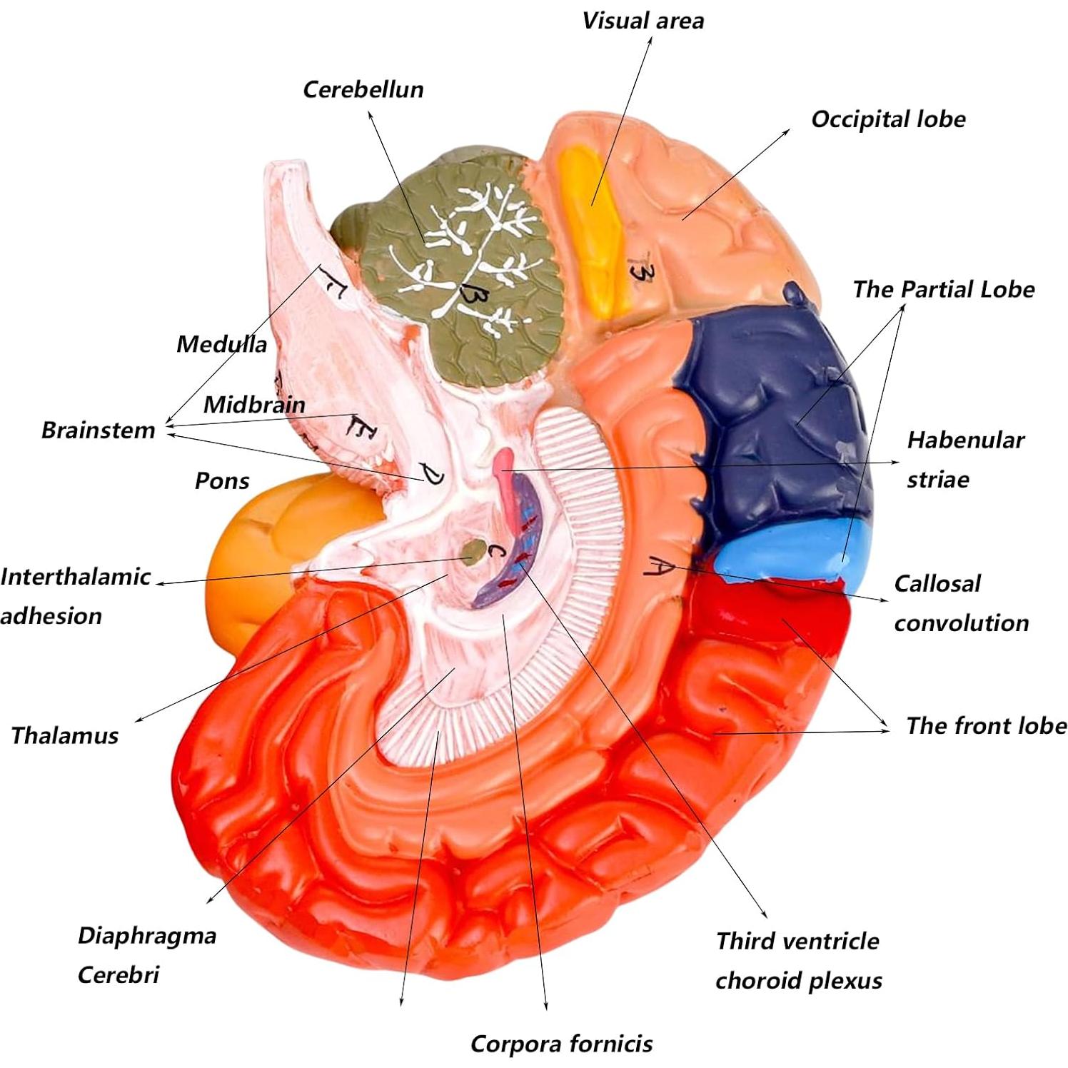 Modelo Anatómico del Cerebro Humano ZENFUN 1:1 PVC 2 Partes