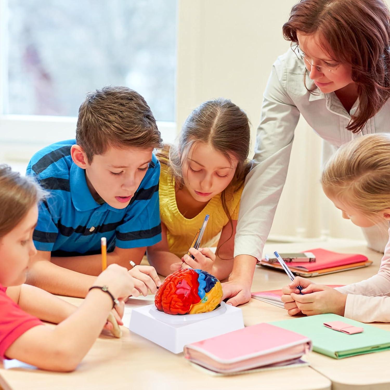 Modelo Anatómico del Cerebro Humano ZENFUN 1:1 PVC 2 Partes