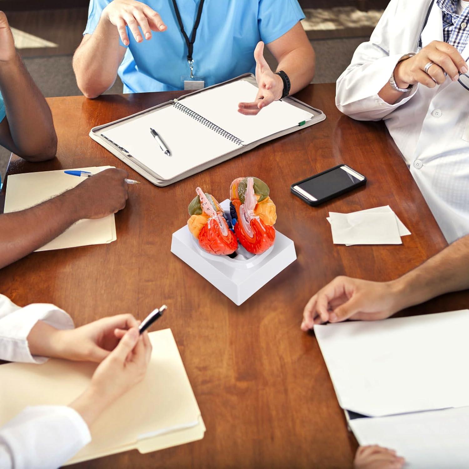 Modelo Anatómico del Cerebro Humano ZENFUN 1:1 PVC 2 Partes