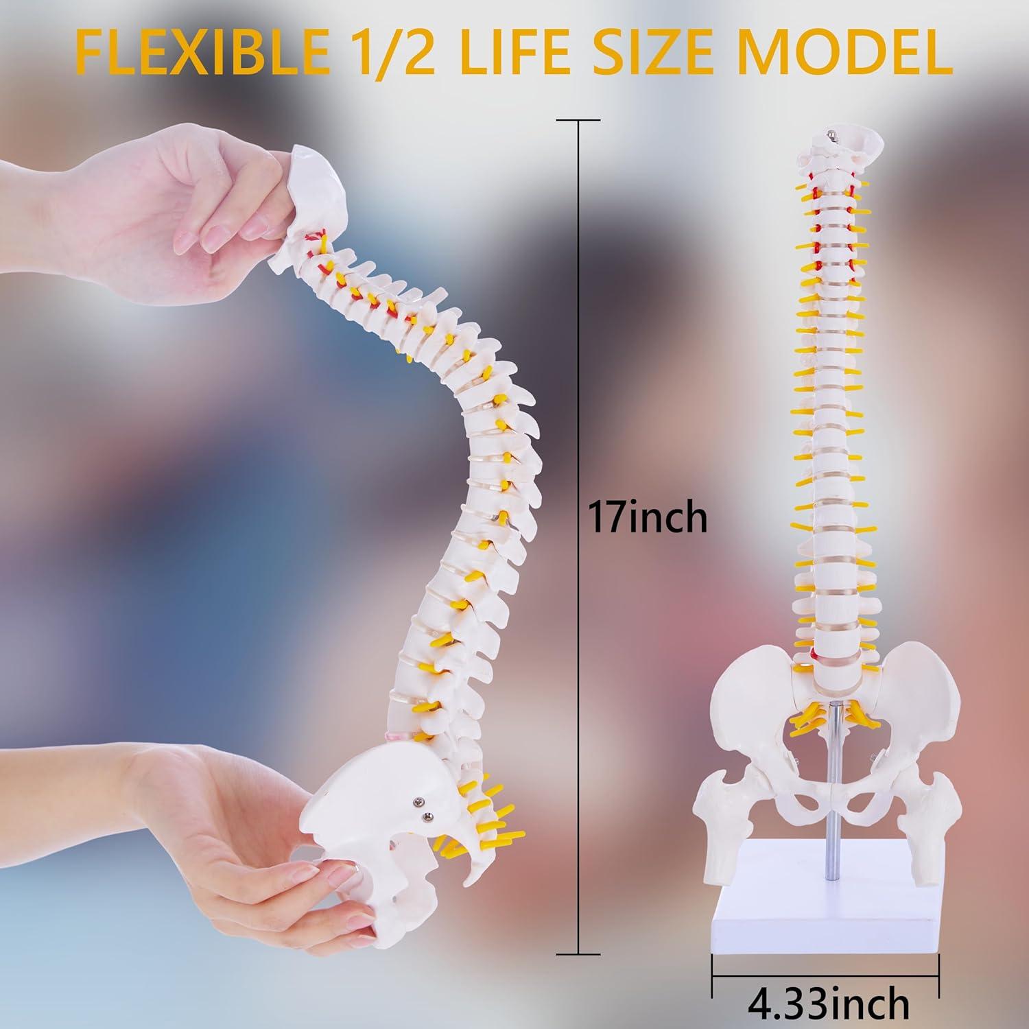 Modelo de Columna Vertebral Flexible Ruiishunyy 39.37 cm