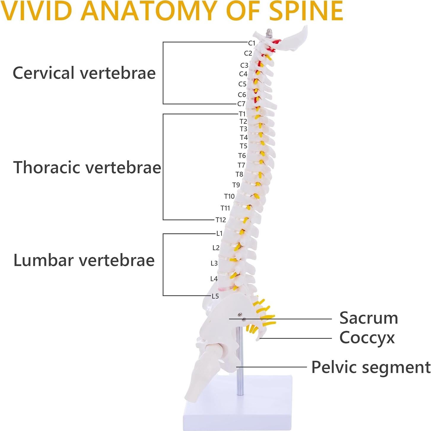 Modelo de Columna Vertebral Flexible Ruiishunyy 39.37 cm