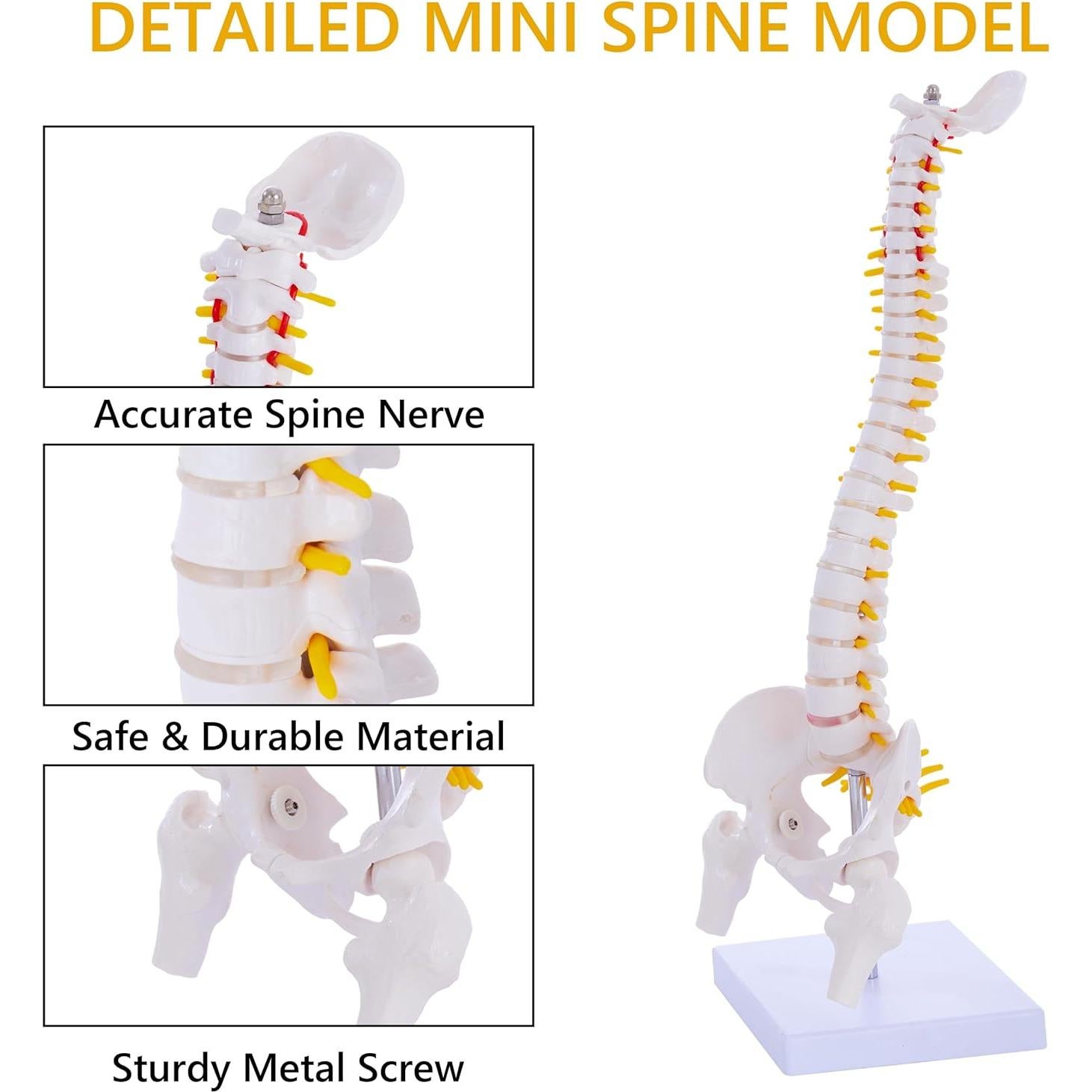 Modelo de Columna Vertebral Flexible Ruiishunyy 39.37 cm