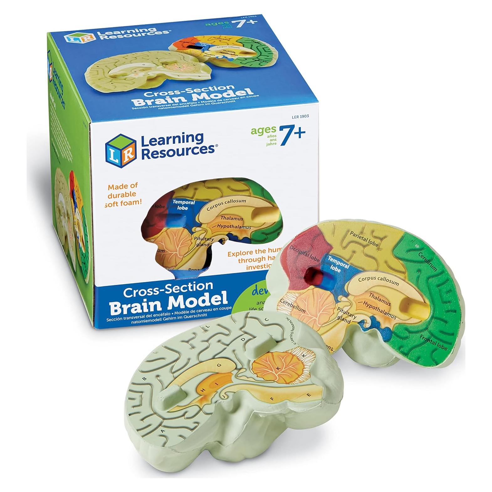 Modelo de Cerebro en Sección Transversal Learning Resources 12.7 cm