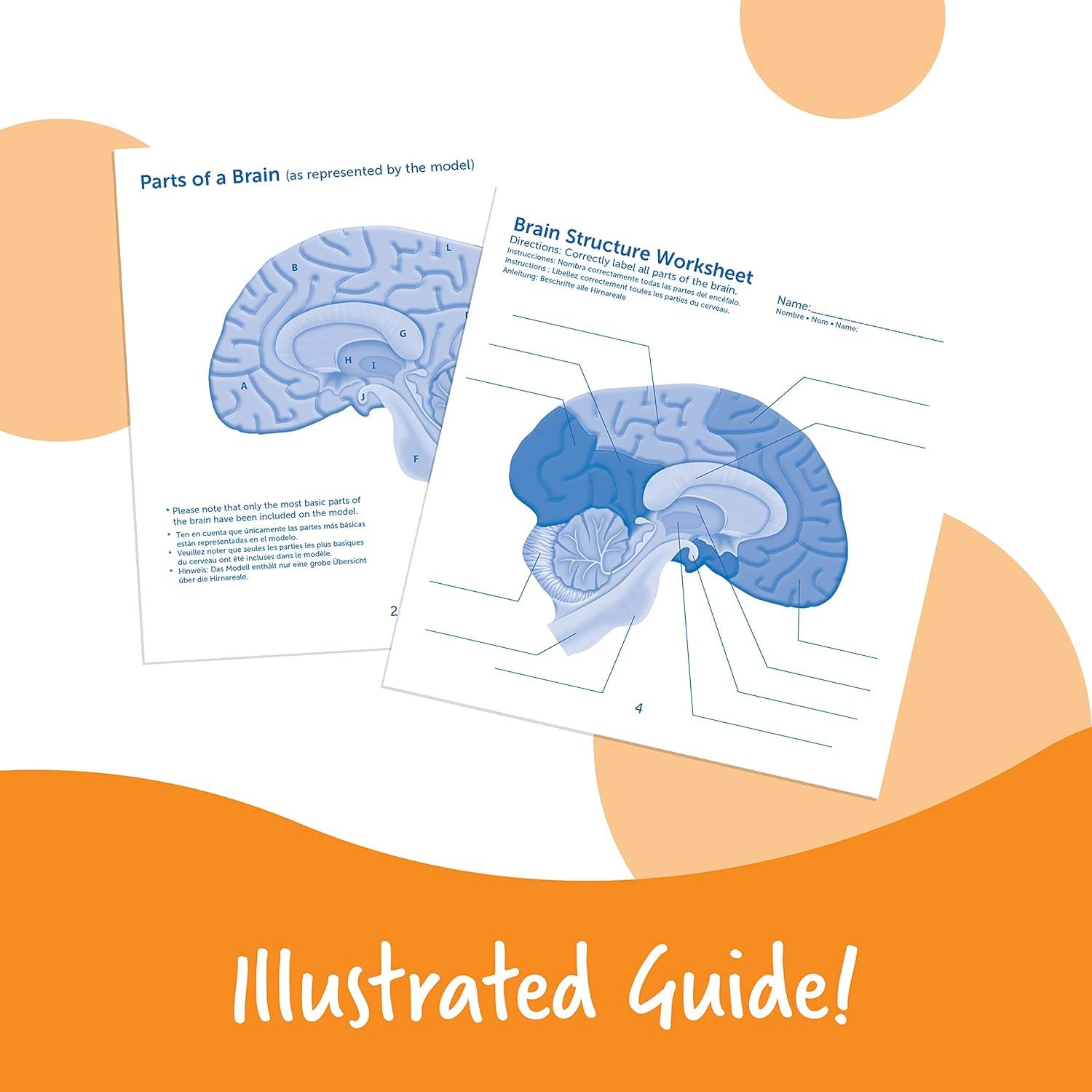 Modelo de Cerebro en Sección Transversal Learning Resources 12.7 cm