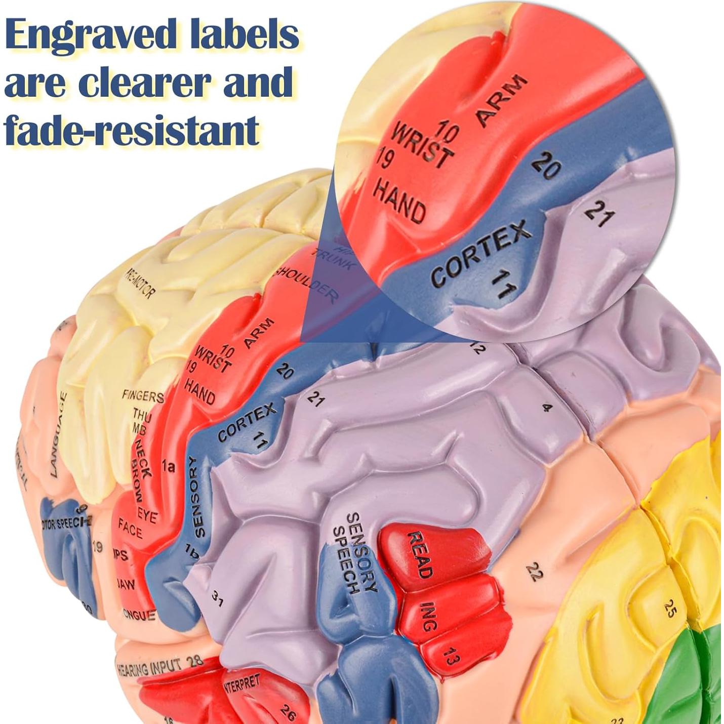 Modelo de Cerebro Humano Ultrassist 4 Secciones Desmontables
