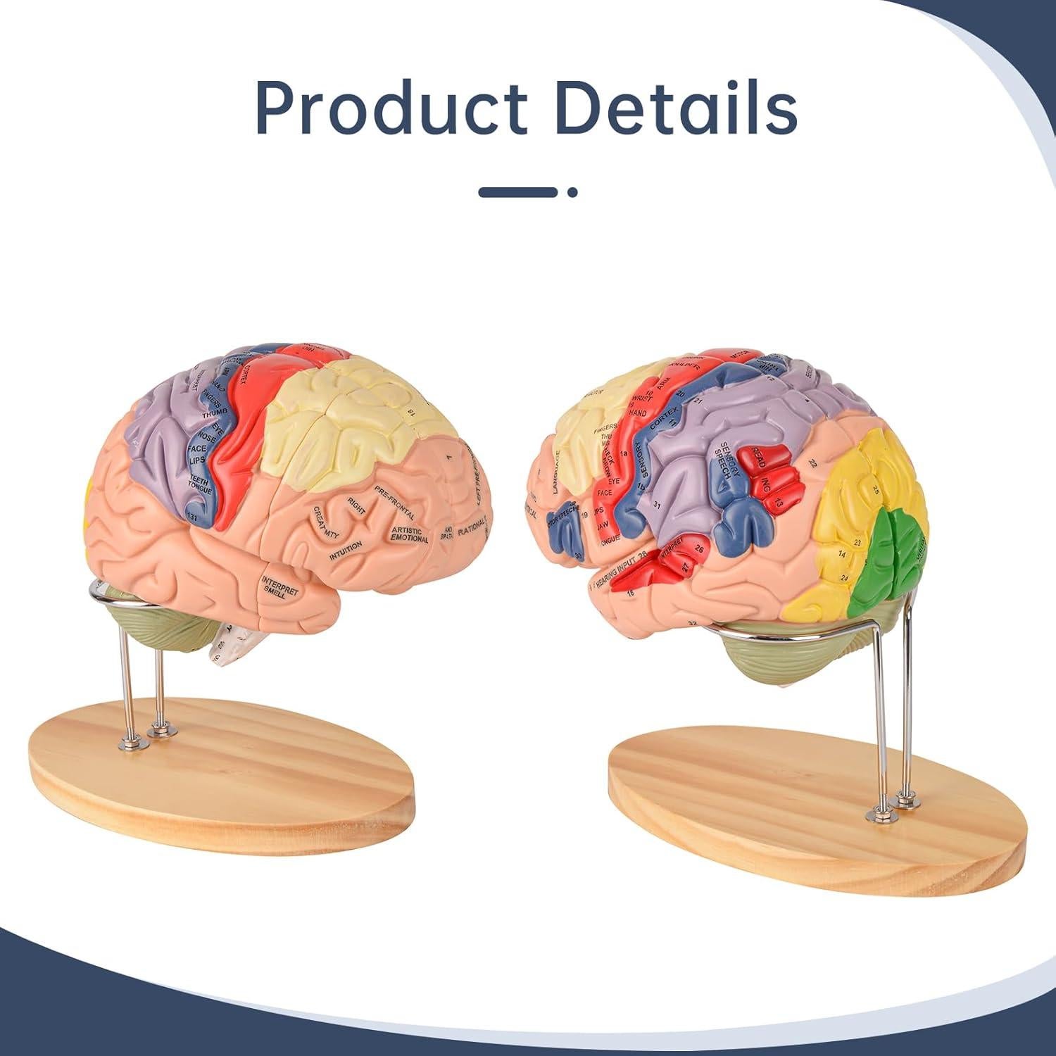 Modelo de Cerebro Humano Ultrassist 4 Secciones Desmontables