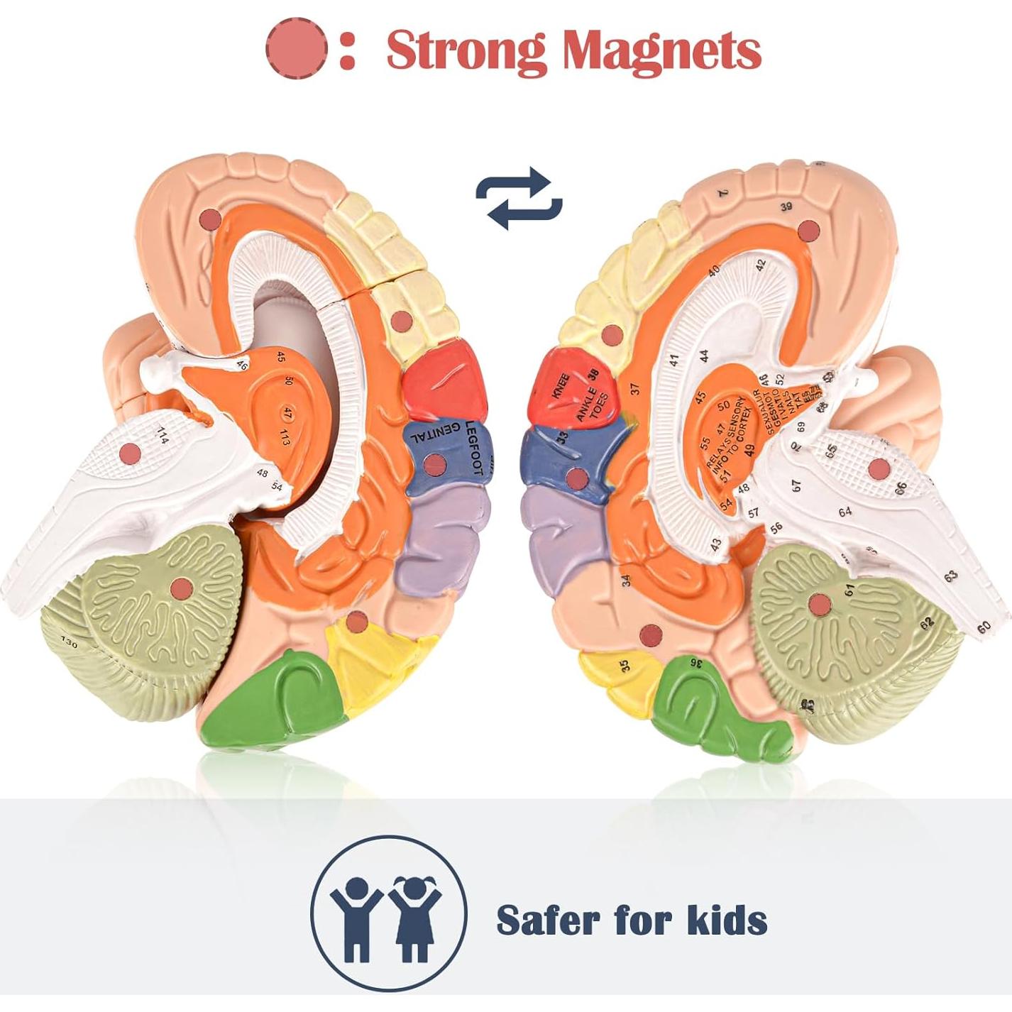 Modelo de Cerebro Humano Ultrassist 4 Secciones Desmontables