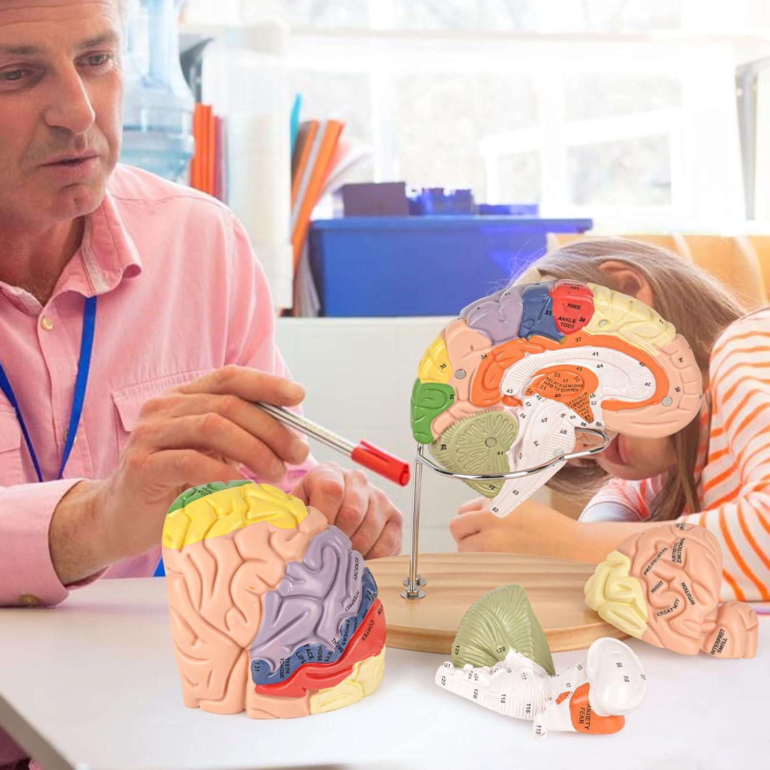 Modelo de Cerebro Humano Ultrassist 4 Secciones Desmontables