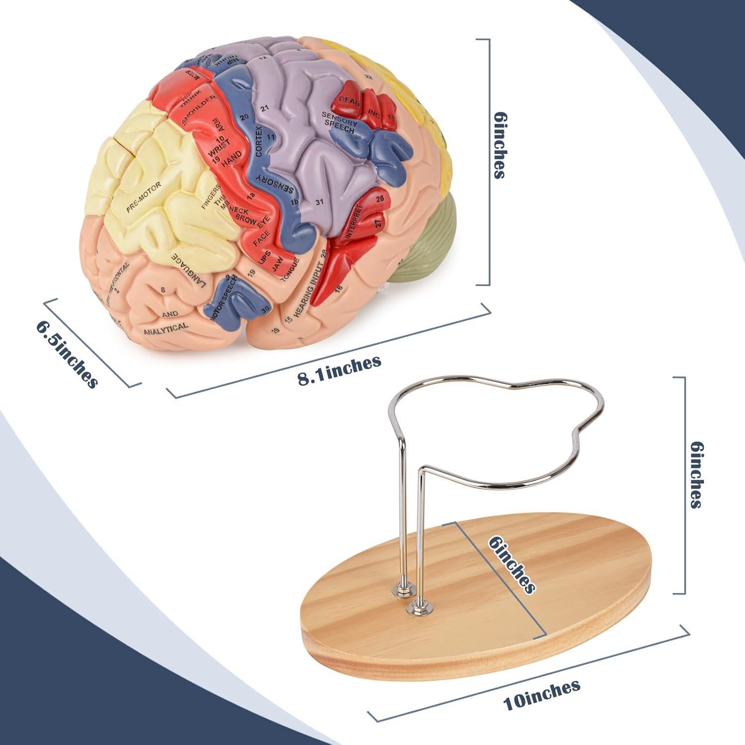 Modelo de Cerebro Humano Ultrassist 4 Secciones Desmontables