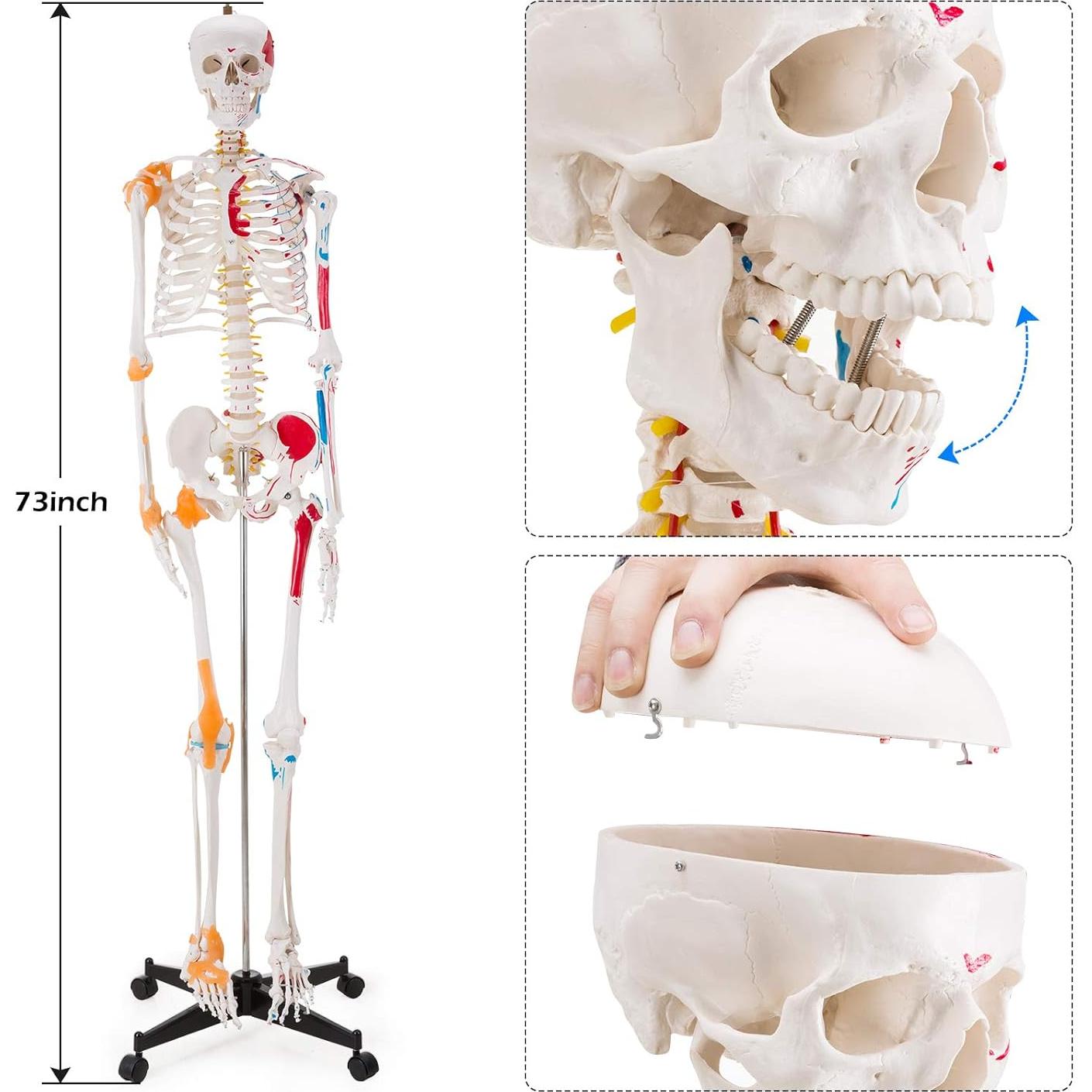 Modelo de Esqueleto Humano Ultrassist 180 cm con Nervios y Ligamentos