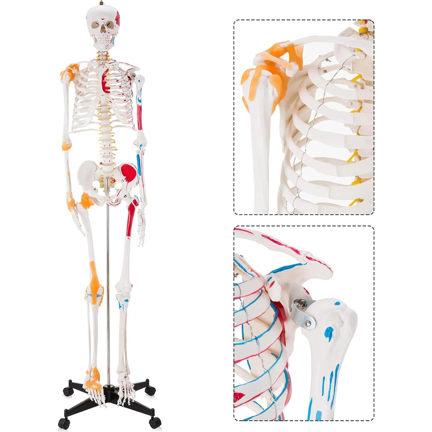 Modelo de Esqueleto Humano Ultrassist 180 cm con Nervios y Ligamentos