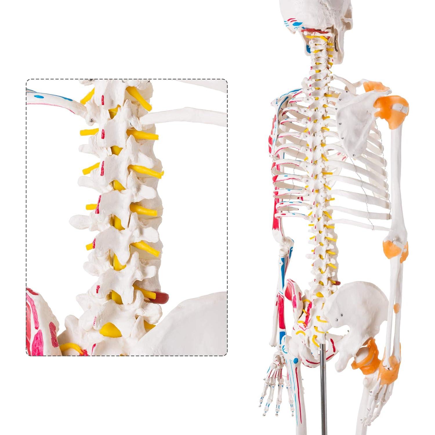 Modelo de Esqueleto Humano Ultrassist 180 cm con Nervios y Ligamentos