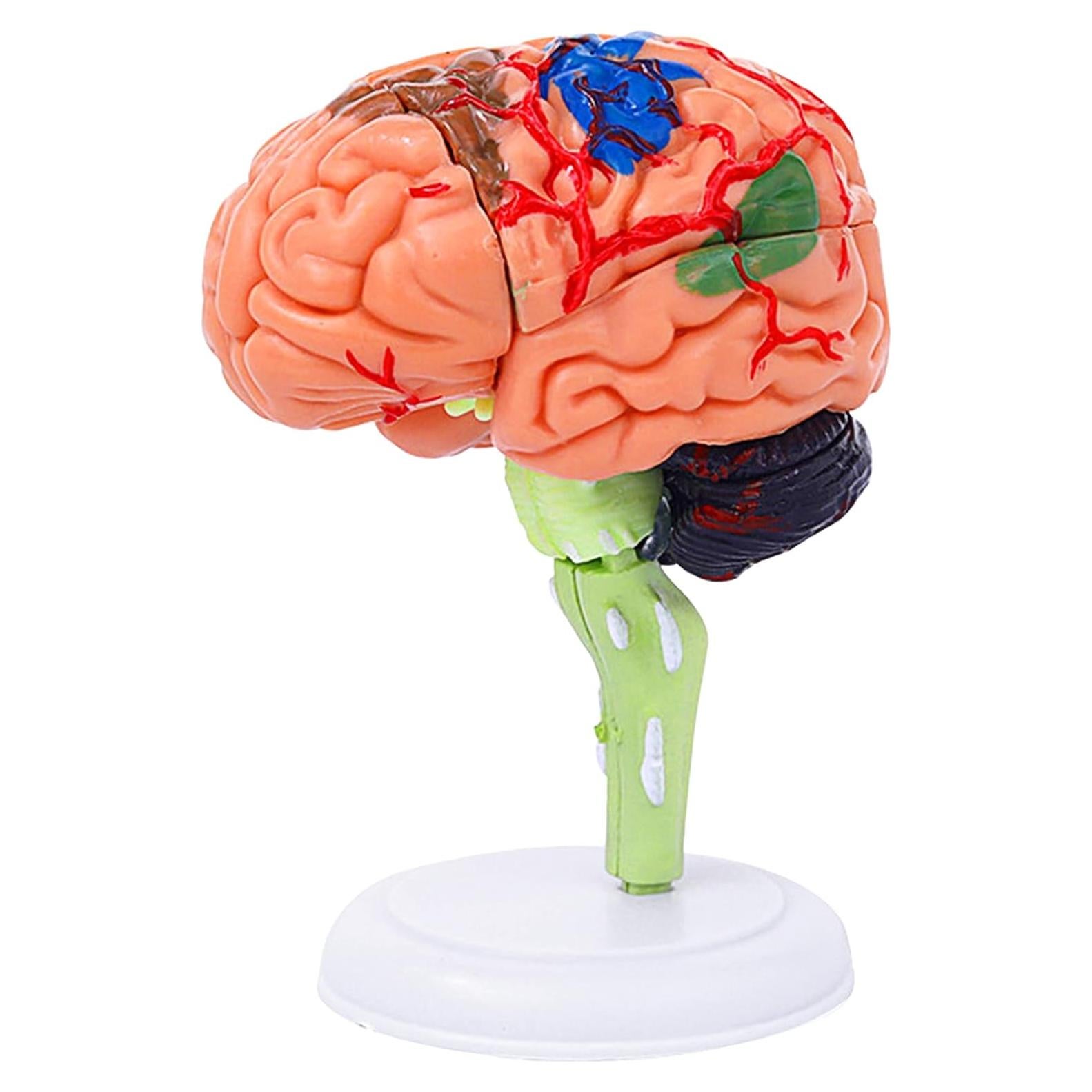 Modelo de Cerebro Humano 32 Piezas Ceonam - Herramienta Educativa