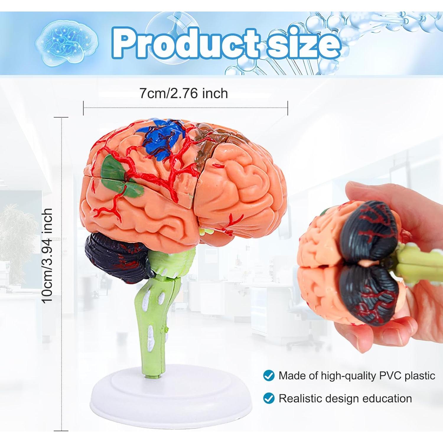 Modelo de Cerebro Humano 32 Piezas Ceonam - Herramienta Educativa