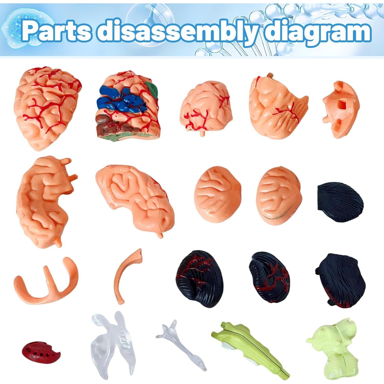 Modelo de Cerebro Humano 32 Piezas Ceonam - Herramienta Educativa