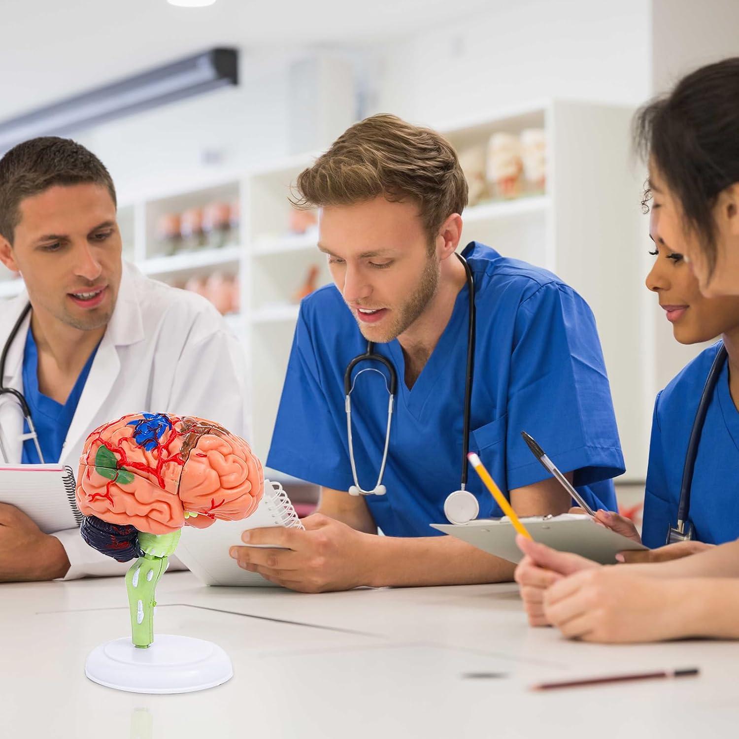 Modelo de Cerebro Humano 32 Piezas Ceonam - Herramienta Educativa