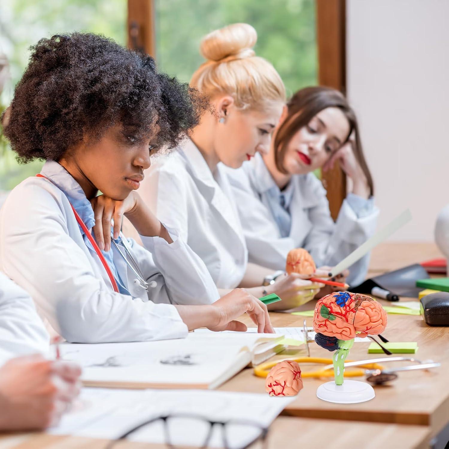 Modelo de Cerebro Humano 32 Piezas Ceonam - Herramienta Educativa
