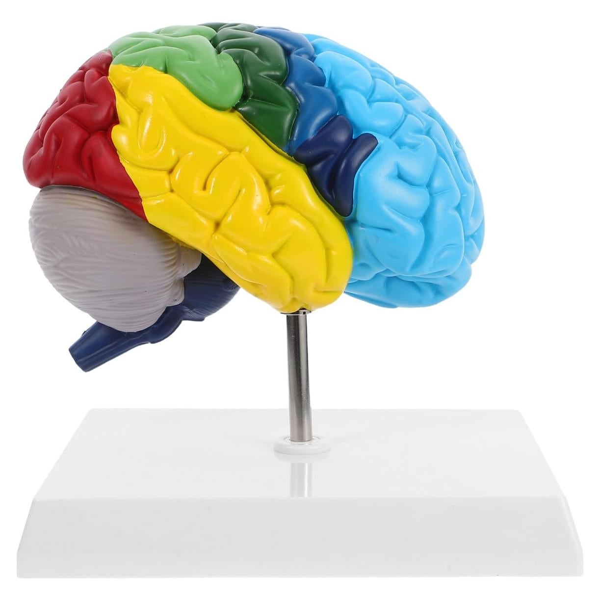 Modelo Anatómico del Cerebro Humano Garneck 1:1 Multicolor