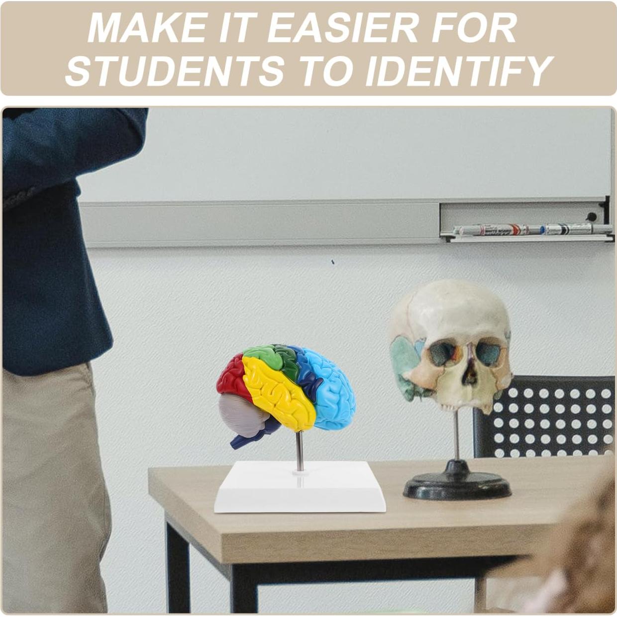 Modelo Anatómico del Cerebro Humano Garneck 1:1 Multicolor