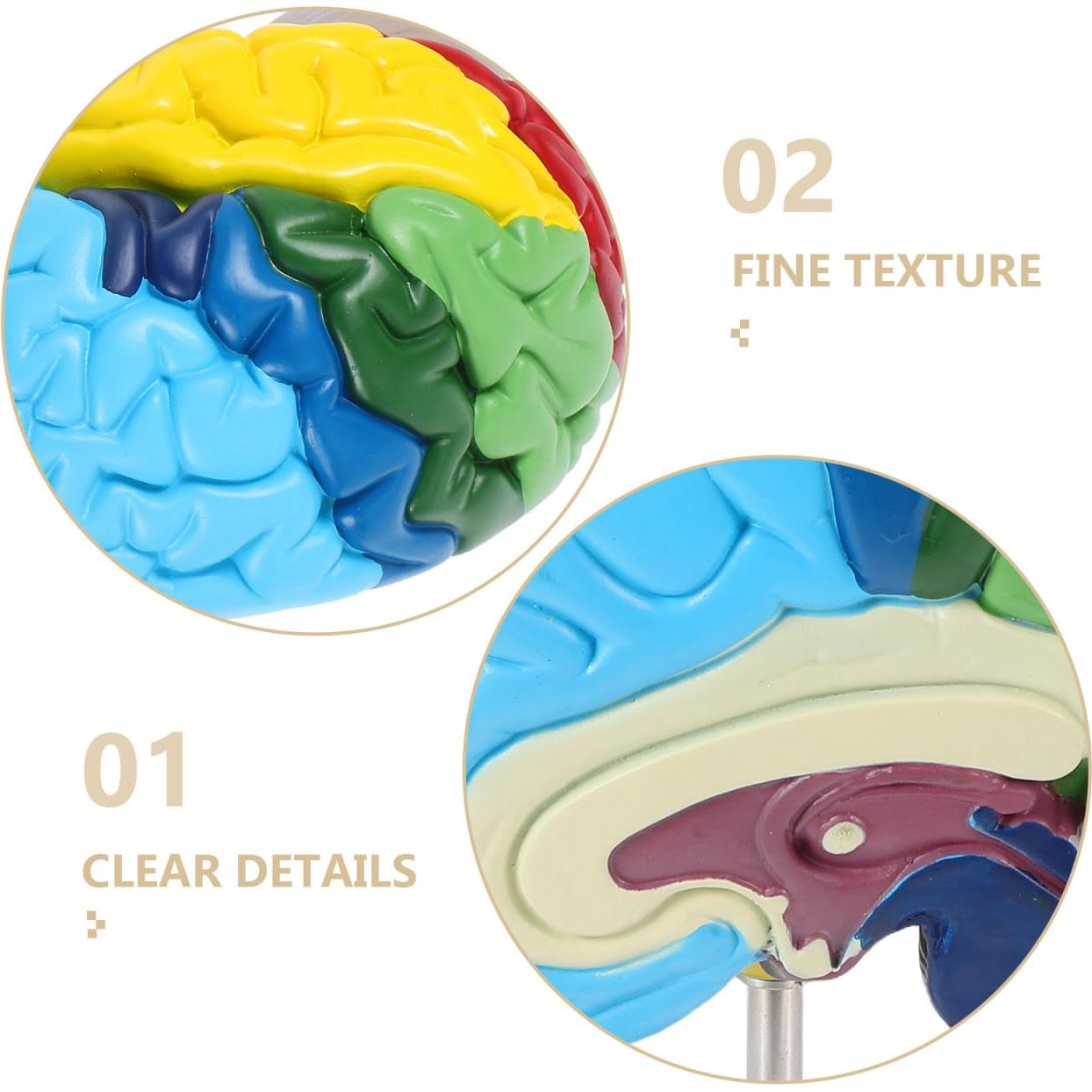 Modelo Anatómico del Cerebro Humano Garneck 1:1 Multicolor