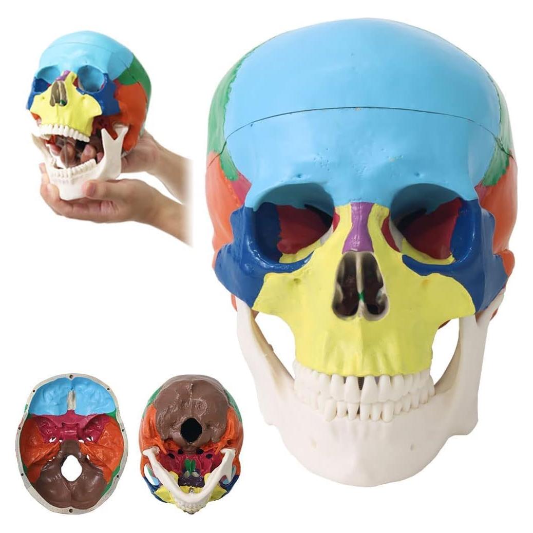 Modelo de Cráneo Humano Japard Desmontable 20.1x17cm