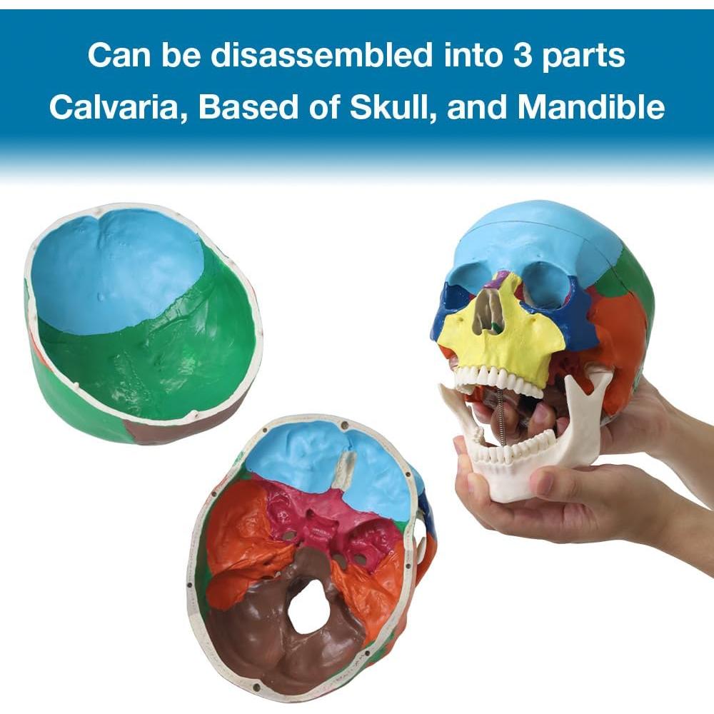 Modelo de Cráneo Humano Japard Desmontable 20.1x17cm
