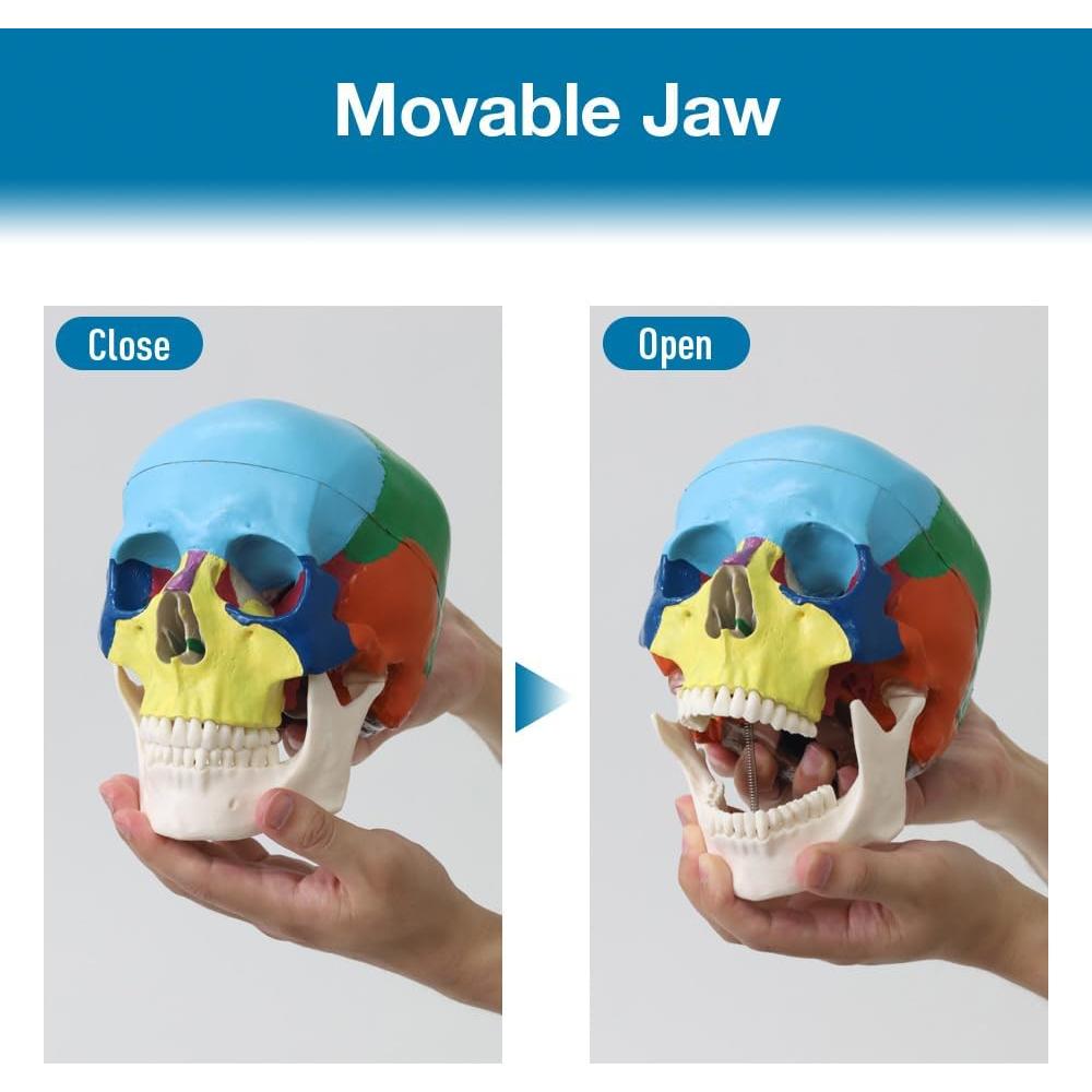 Modelo de Cráneo Humano Japard Desmontable 20.1x17cm