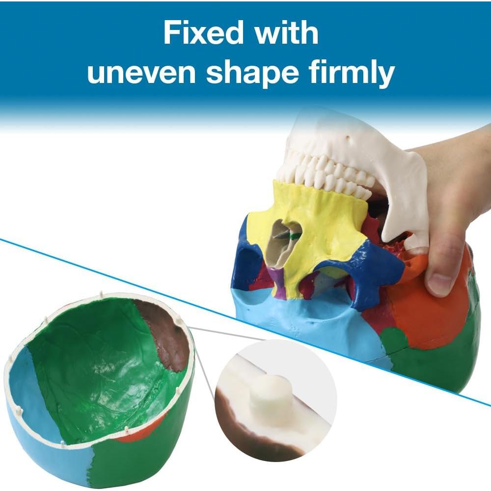 Modelo de Cráneo Humano Japard Desmontable 20.1x17cm